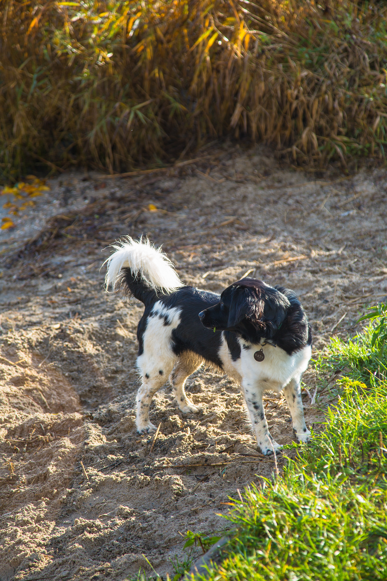 The Dog on the Beach