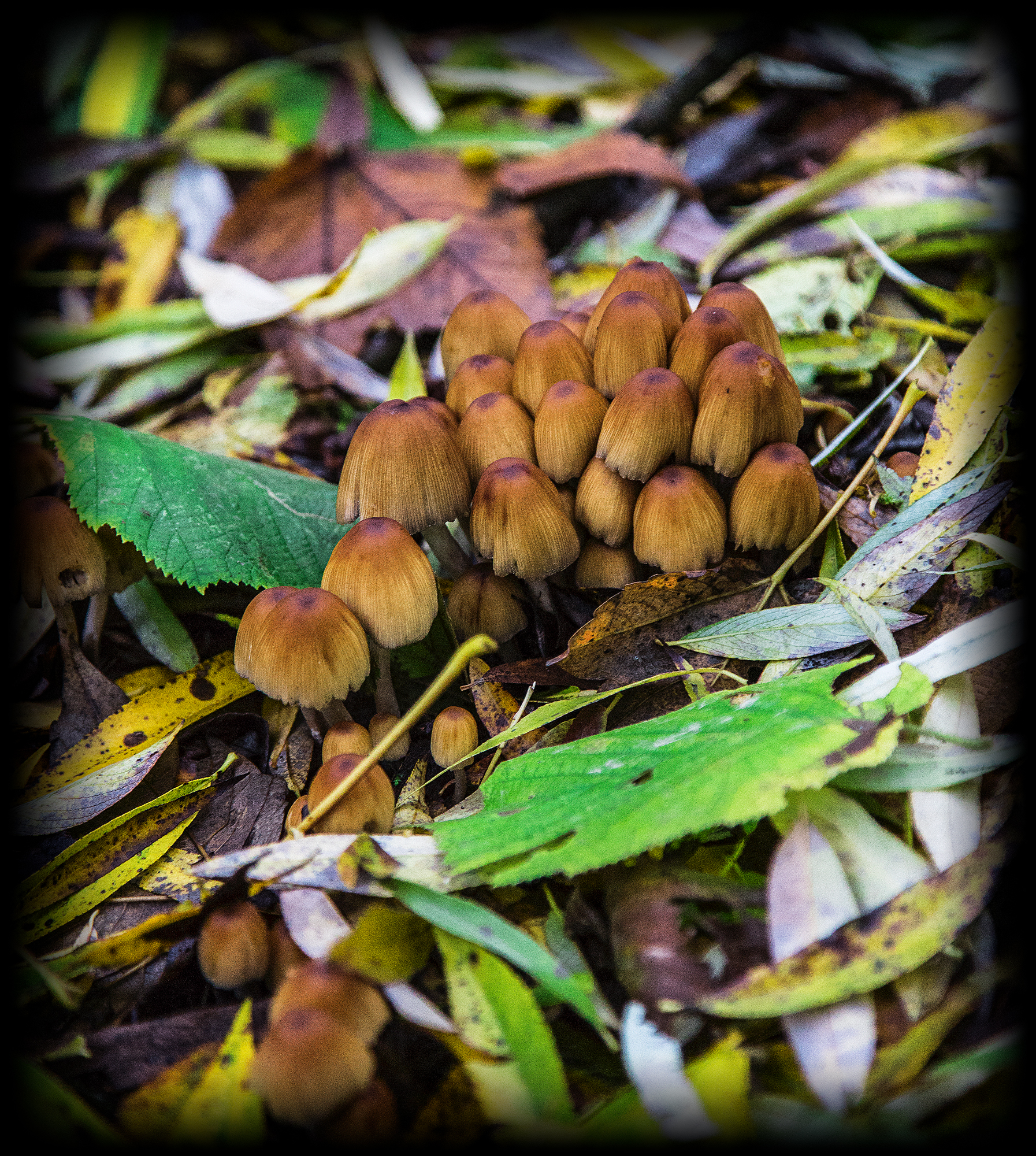 The Fungi