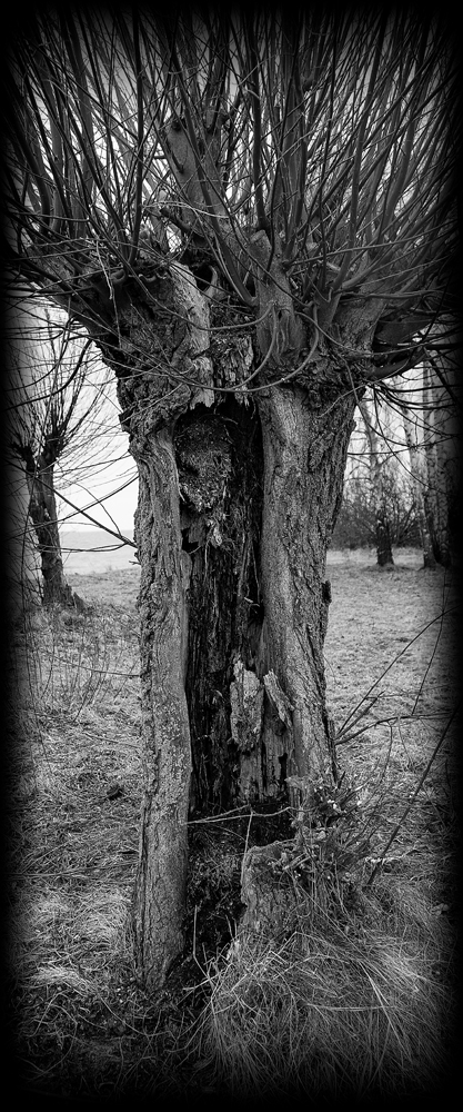 The Old Hollow Tree