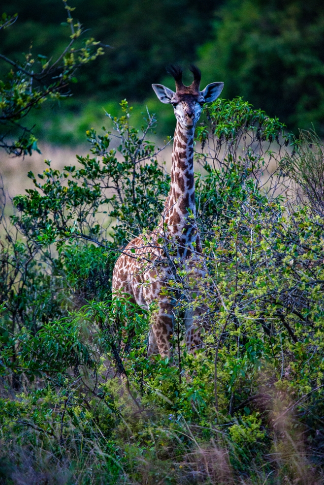 The Tall Chap Hiding In The Bush...