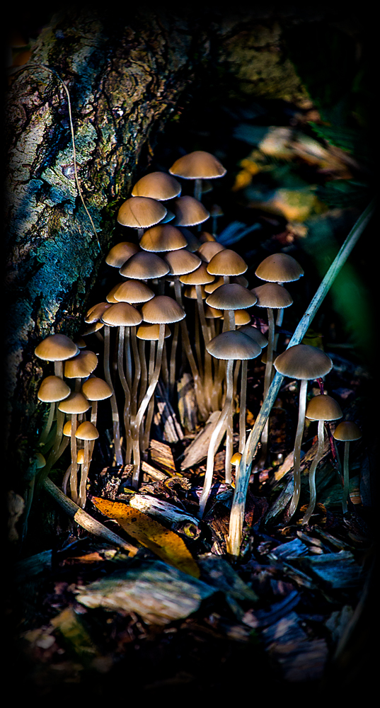 The Tall Mushrooms