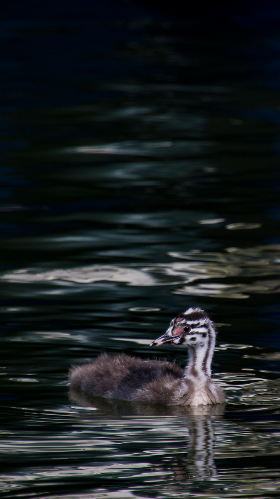 The Baby Grebe
