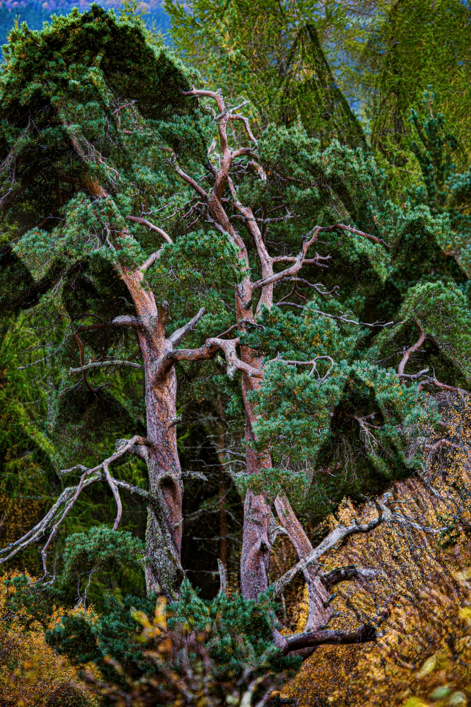 The Trees - Richard Broom Photography